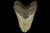 Giant, Fossil Megalodon Tooth - North Carolina #109772-1